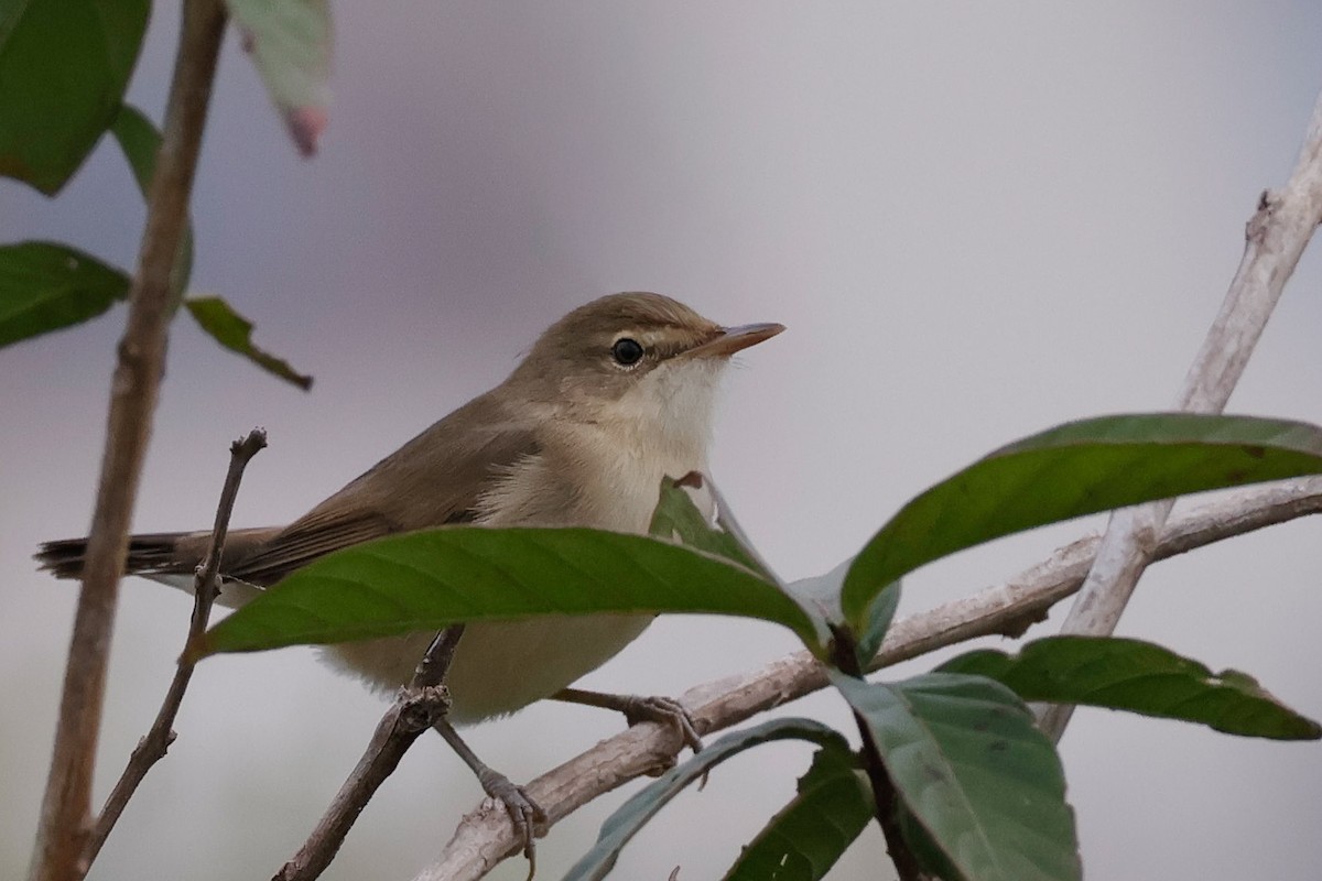 Blyth's Reed Warbler - ML646097863