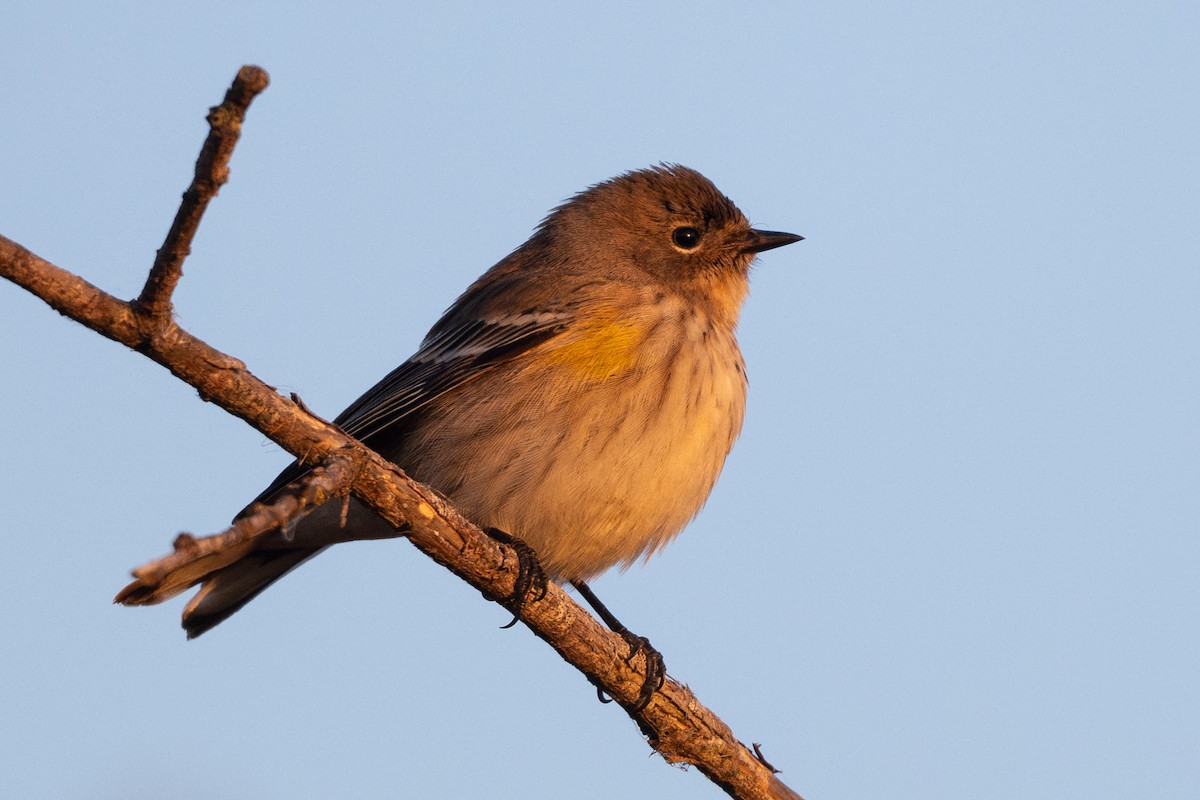 Yellow-rumped Warbler - ML646097866