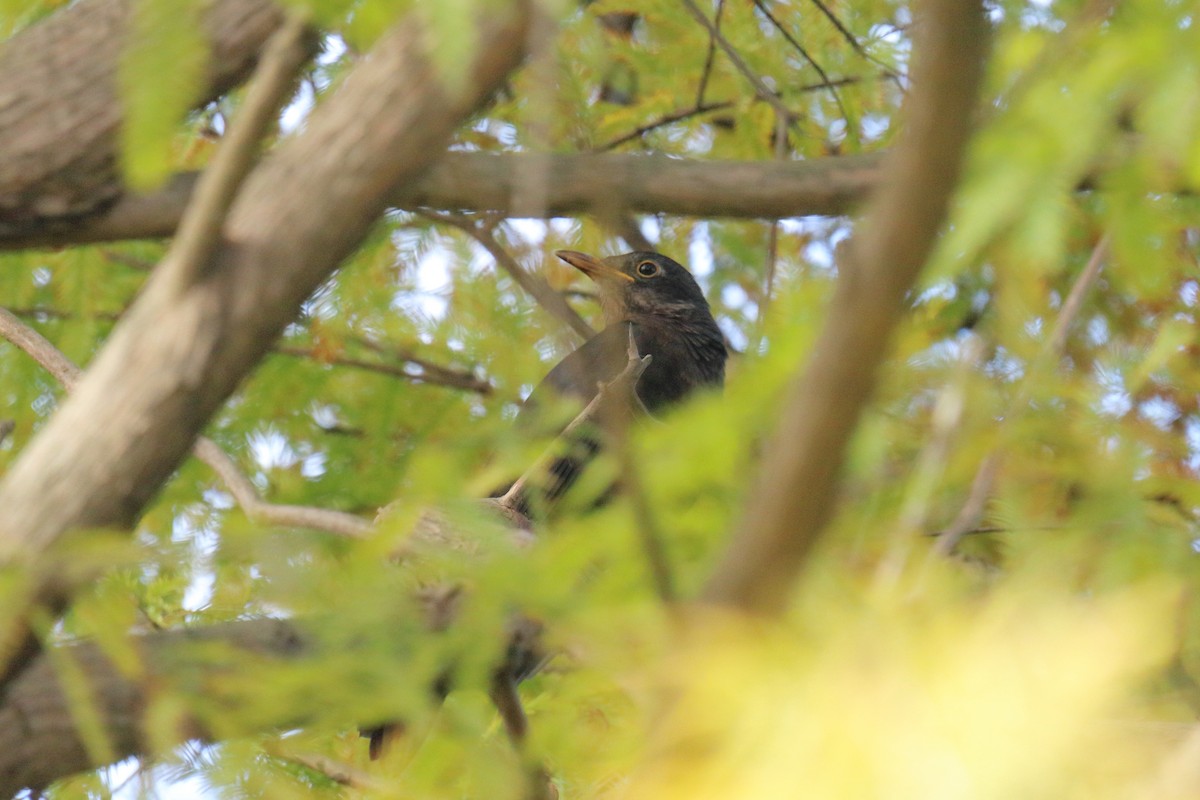 中國黑鶇 - ML646097869