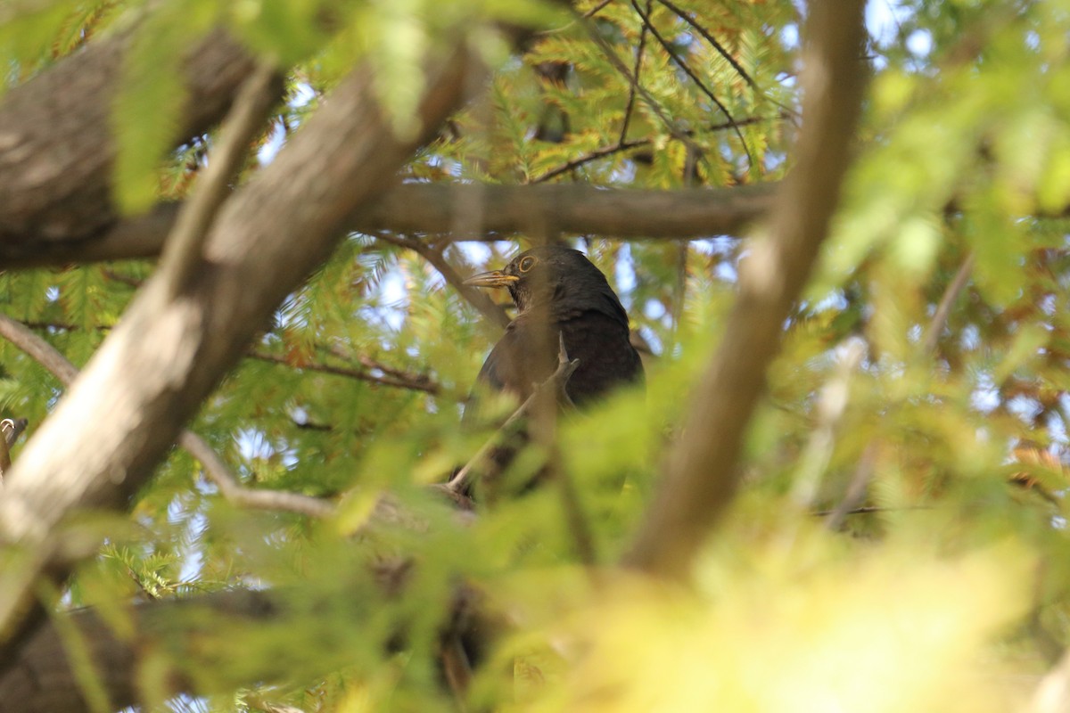 中國黑鶇 - ML646097871