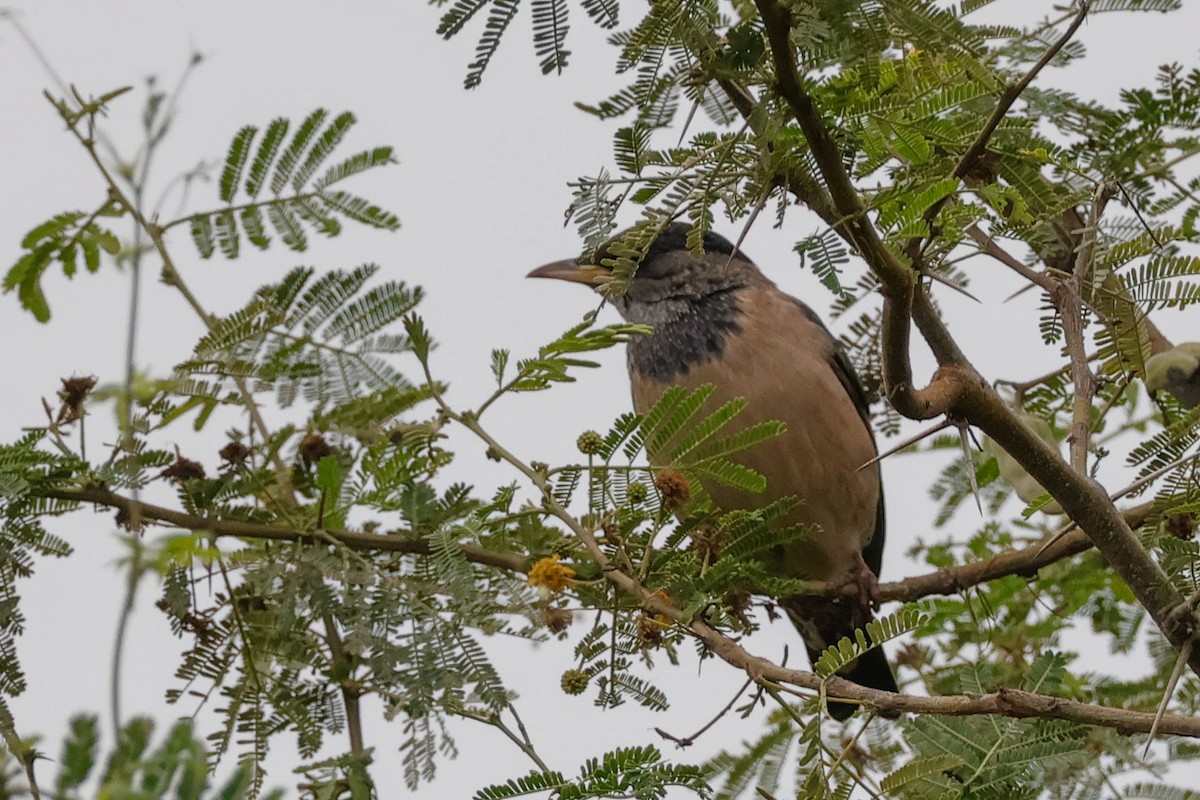 Rosy Starling - ML646097873
