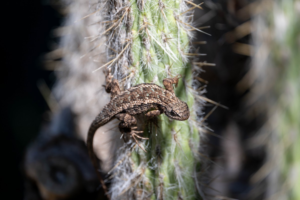 Western Fence Lizard - ML646097874
