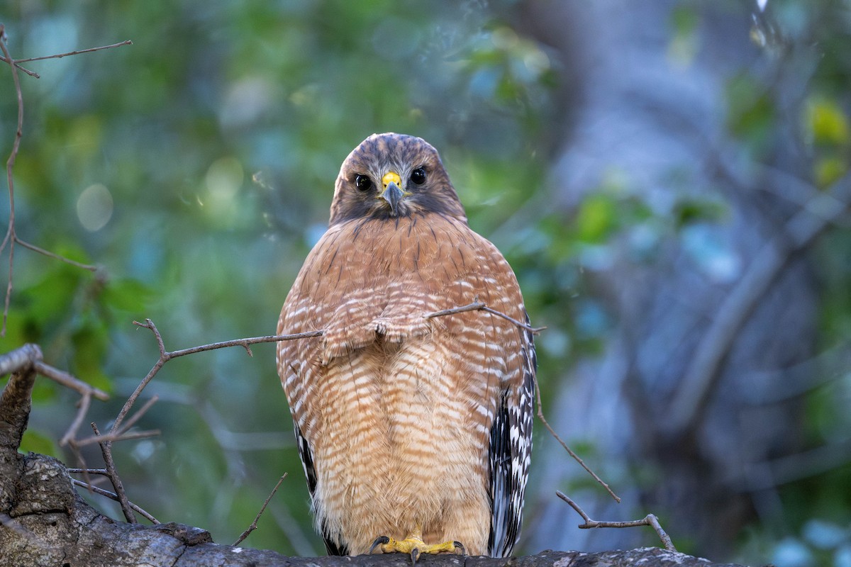 Red-shouldered Hawk - ML646097876