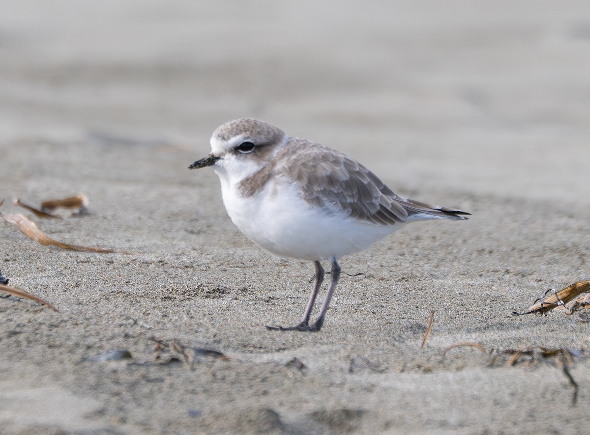 Snowy Plover - ML646097877