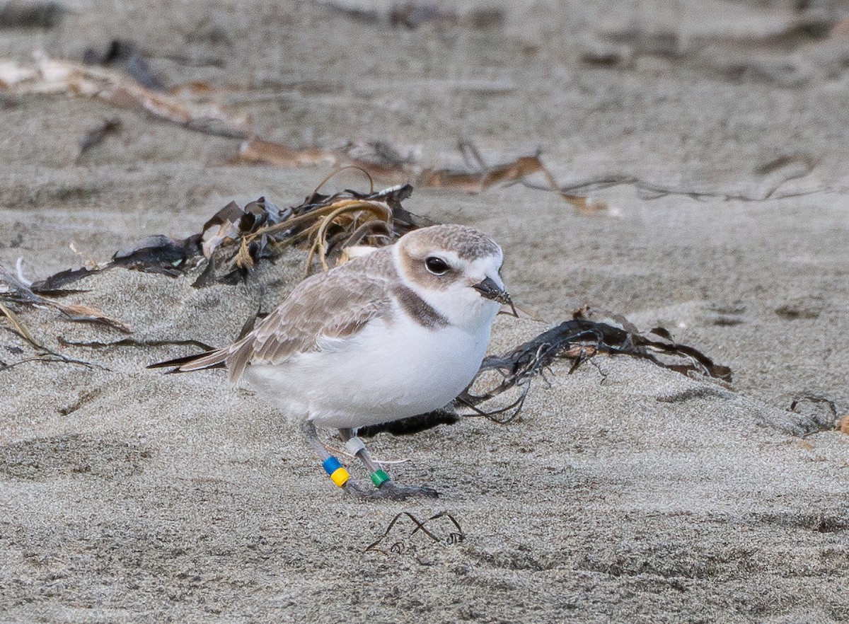 Snowy Plover - ML646097878