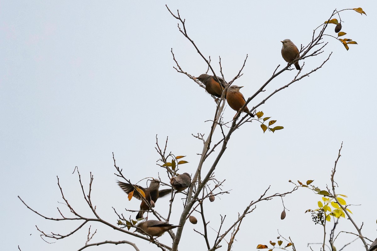 Chestnut-tailed Starling - ML646097879
