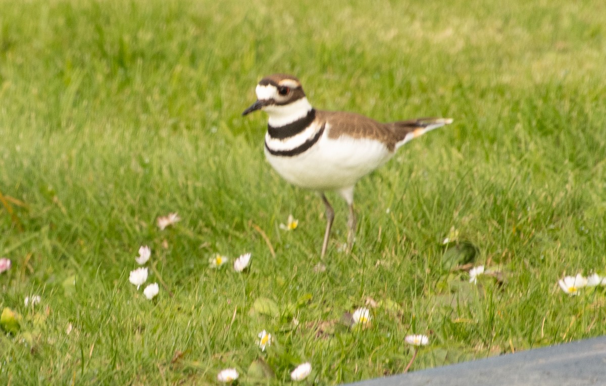 Killdeer - ML646097880