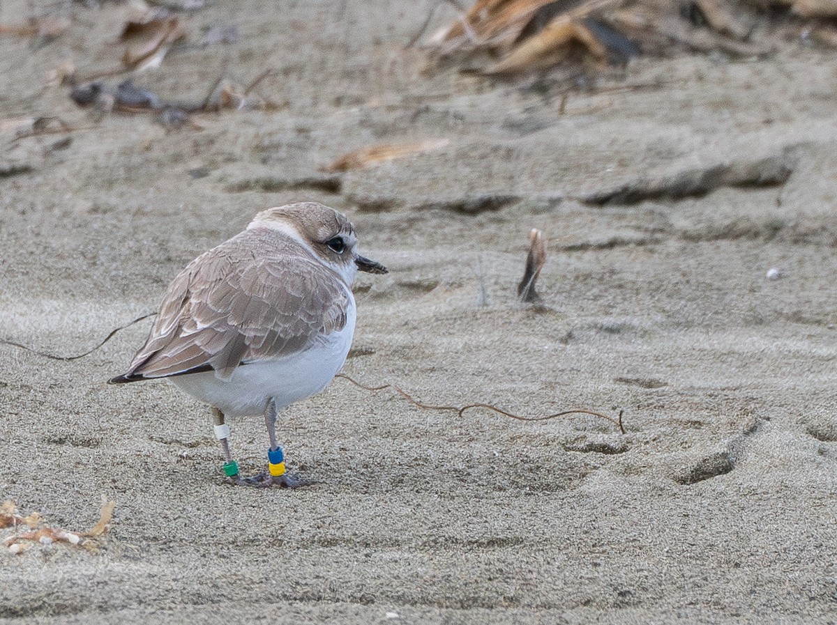 Snowy Plover - ML646097882