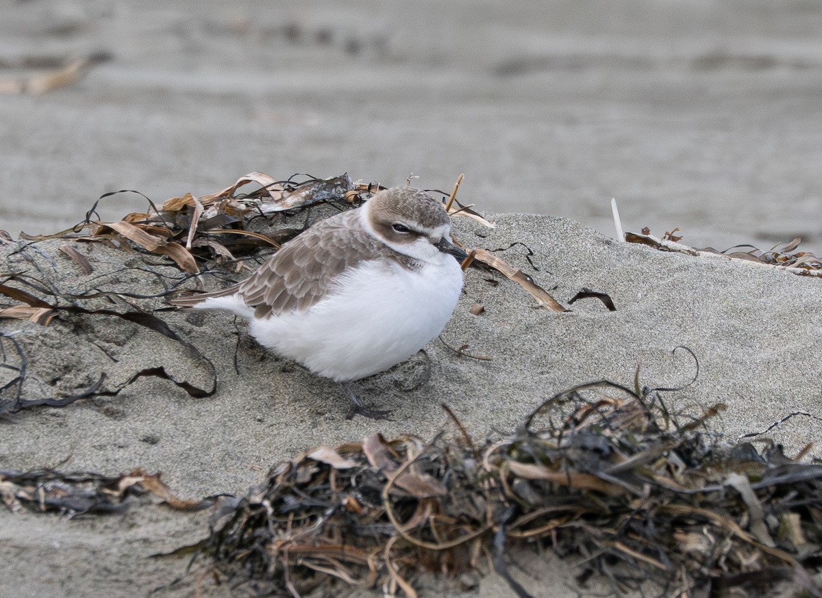 Snowy Plover - ML646097888