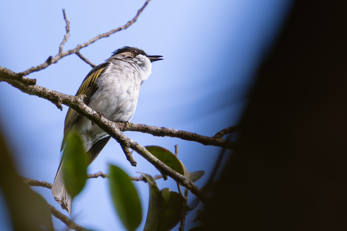 Ashy Bulbul (Ashy) - ML646097889