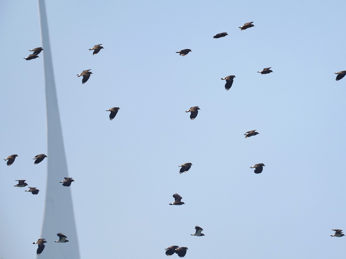 小辮鴴 - ML646097897