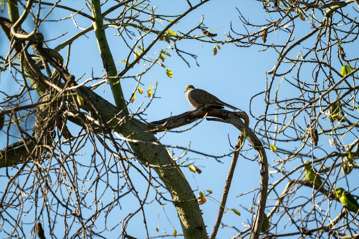Mourning Dove - ML646097905