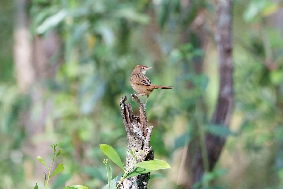 Tawny Grassbird - ML646097906