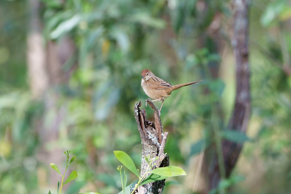 Tawny Grassbird - ML646097907