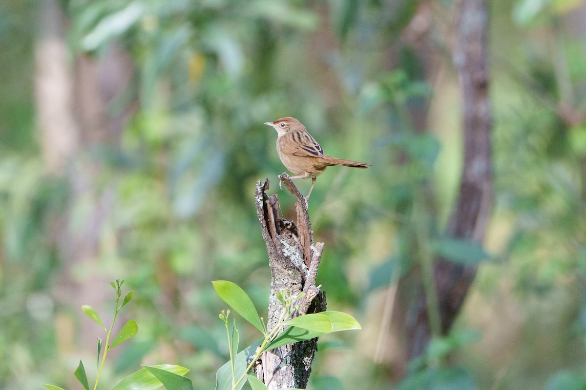 Tawny Grassbird - ML646097908