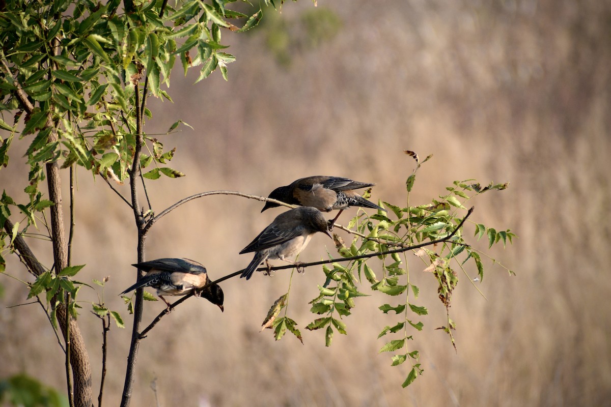 粉紅椋鳥 - ML646097909