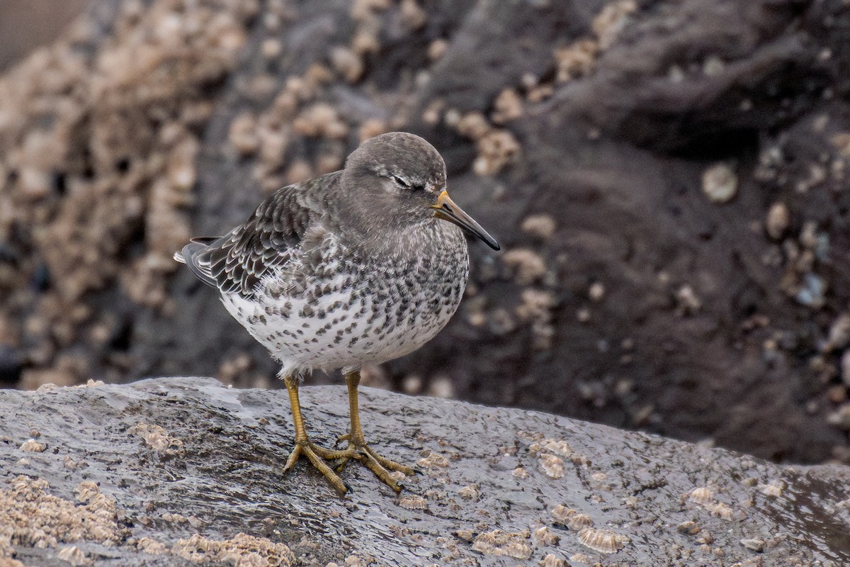 Rock Sandpiper - ML646097910