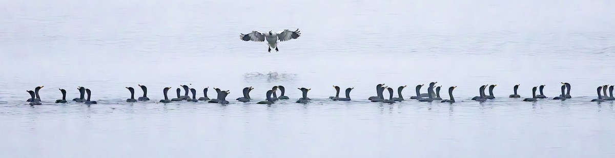 Snow Goose - ML646097912