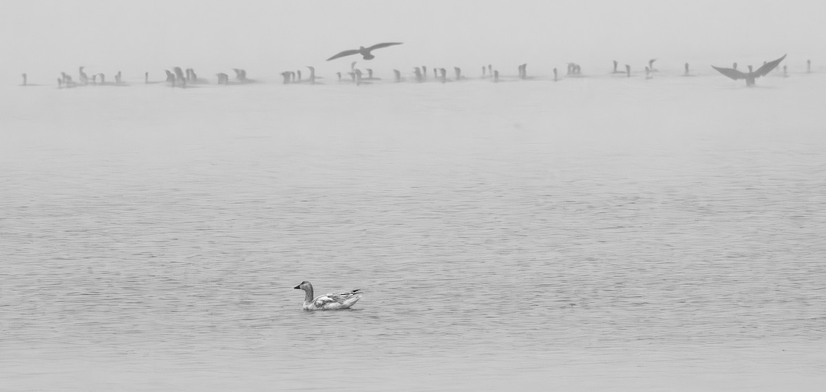 Snow Goose - ML646097913