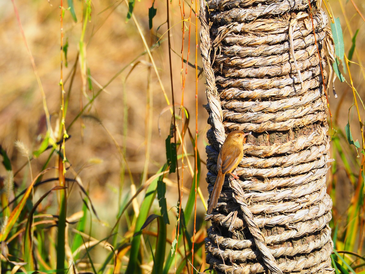 褐頭鷦鶯 - ML646097914