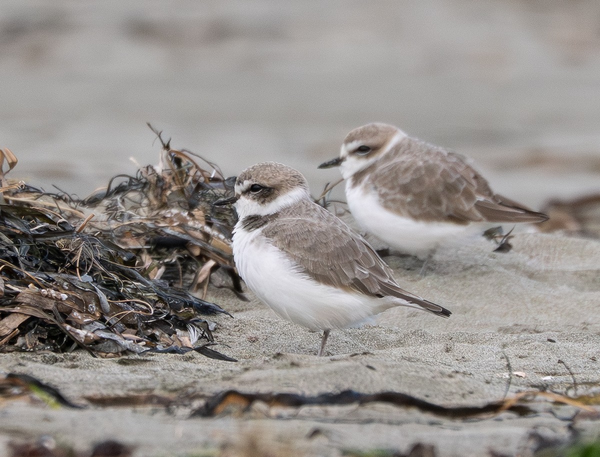 Snowy Plover - ML646097916