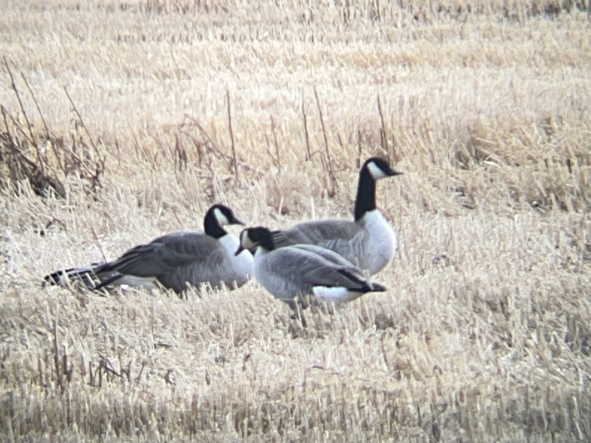 Canada Goose - ML646097917