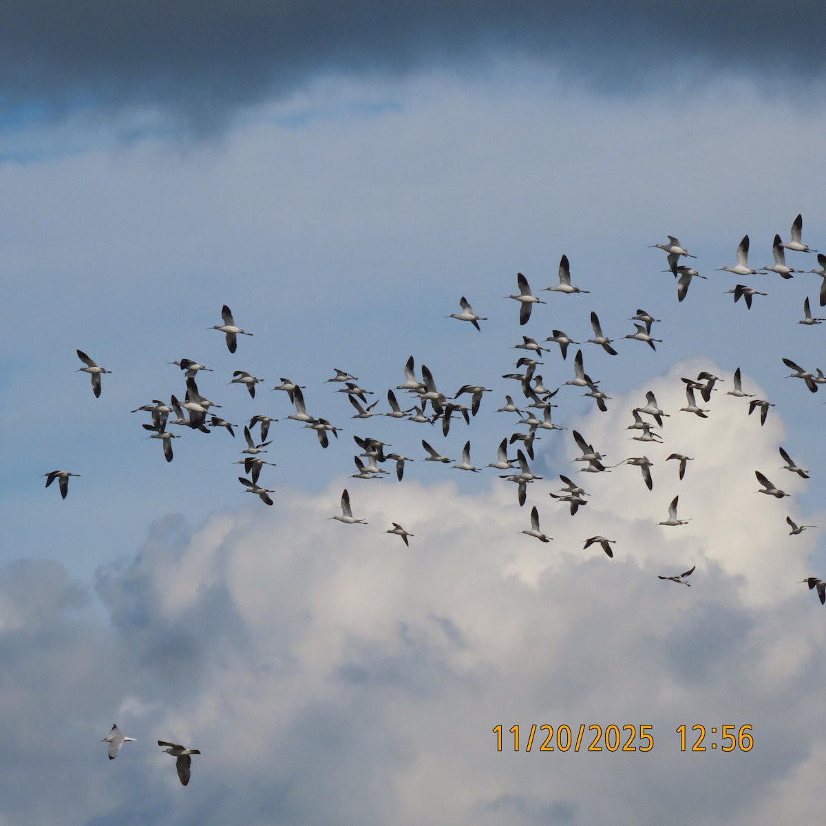 American Avocet - ML646097918