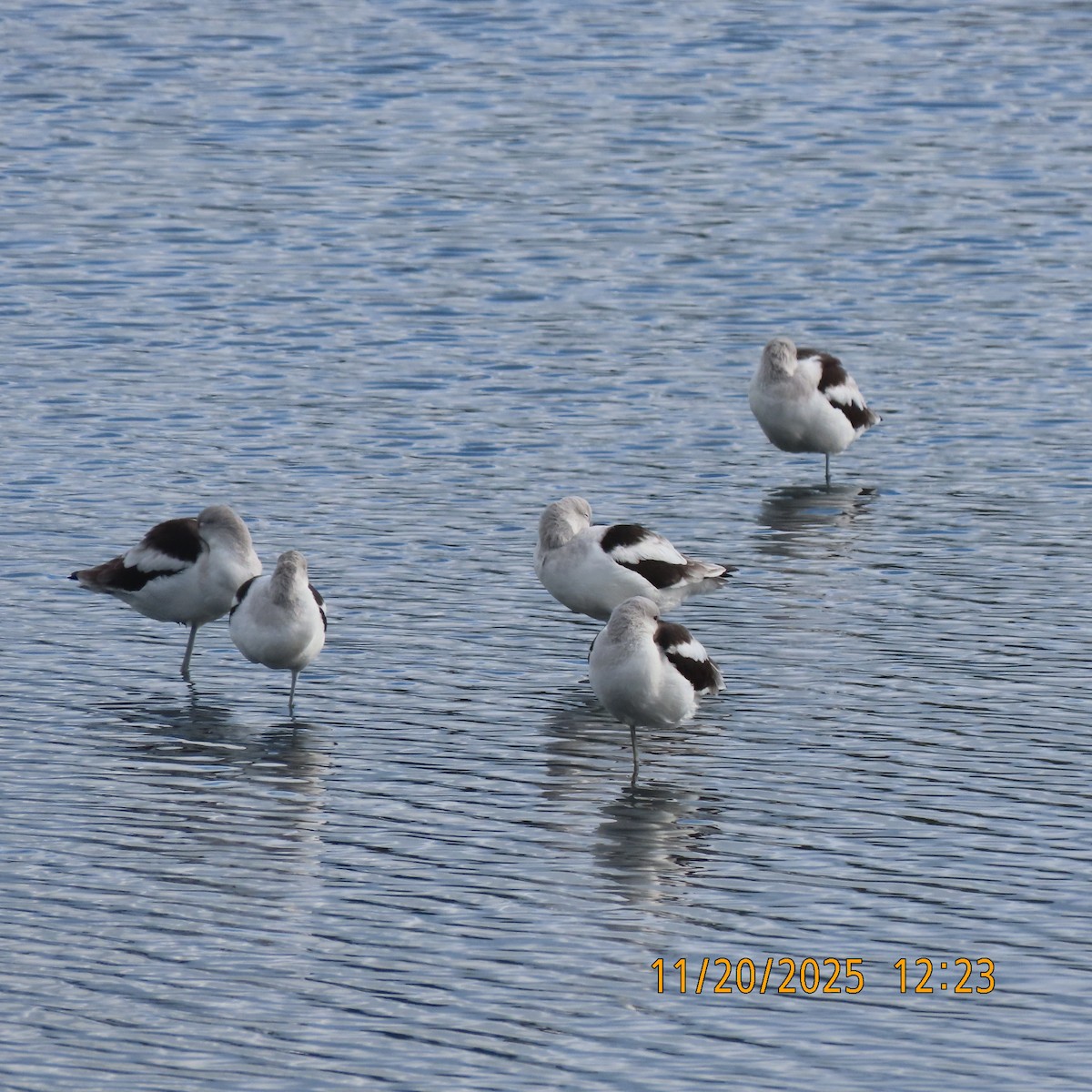 American Avocet - ML646097919