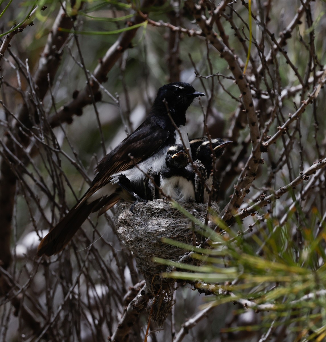 Willie-wagtail - ML646097920