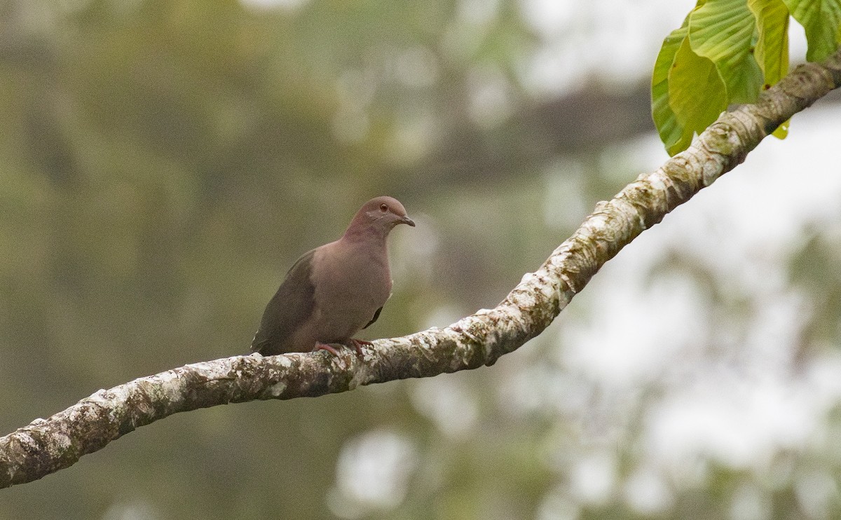 Short-billed Pigeon - ML646097921
