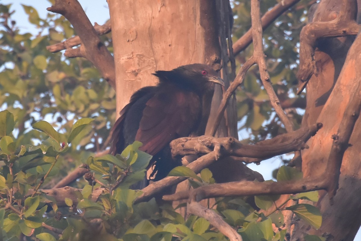 褐翅鴉鵑 - ML646097922