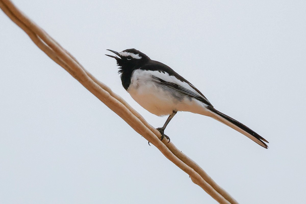White-browed Wagtail - ML646097923
