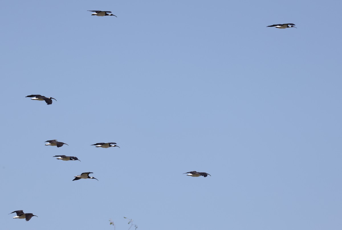 Straw-necked Ibis - ML646097924
