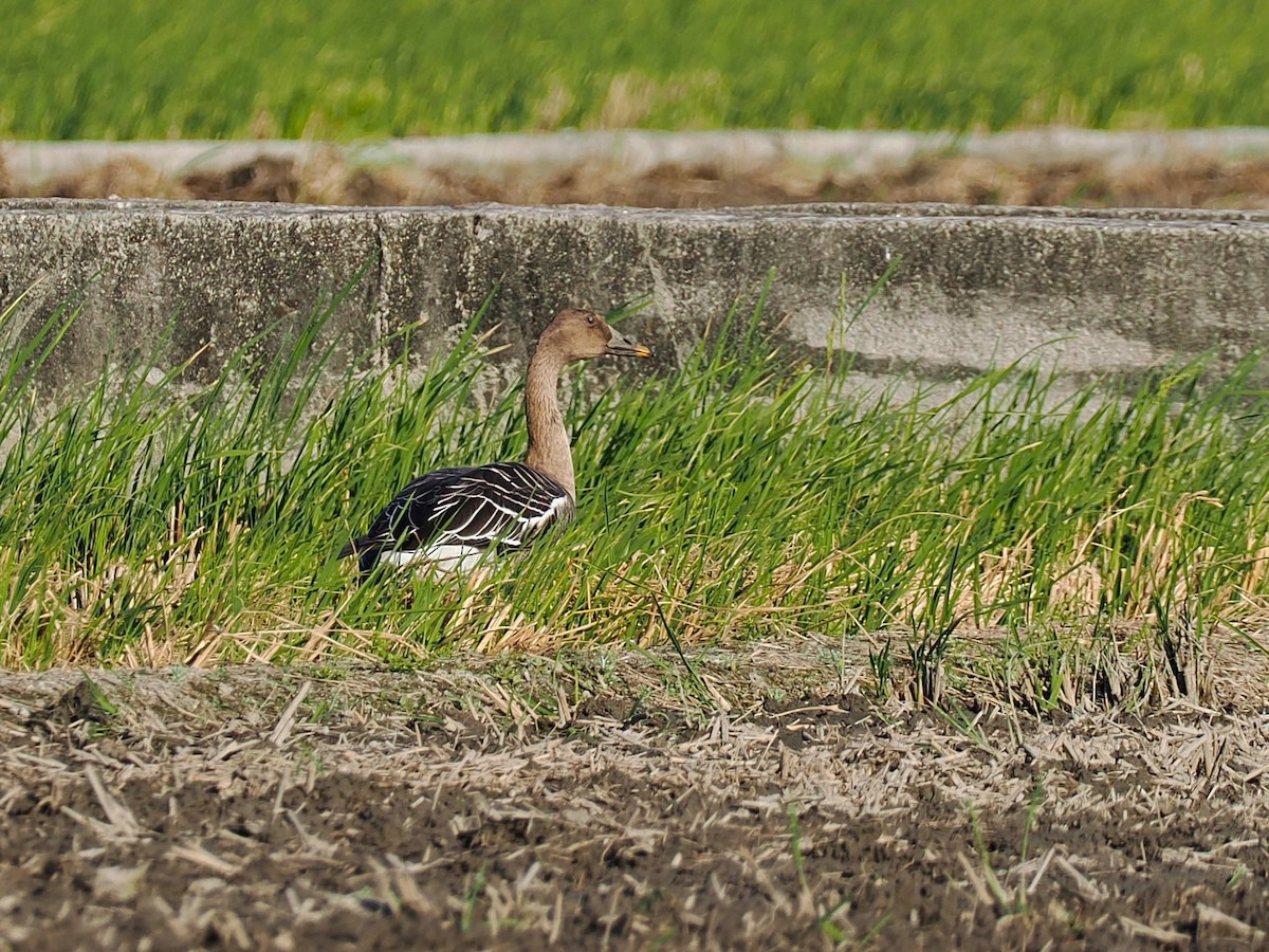 寒林豆雁 - ML646097925