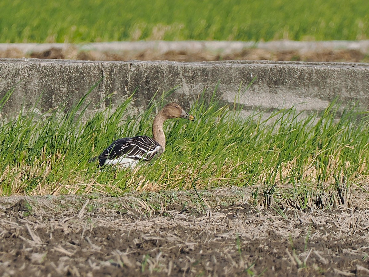 寒林豆雁 - ML646097926