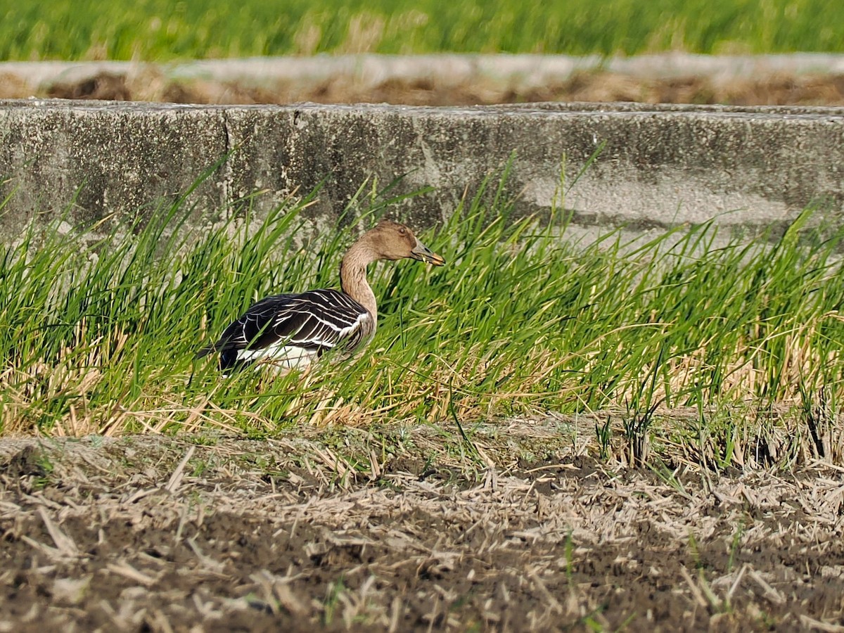 寒林豆雁 - ML646097927