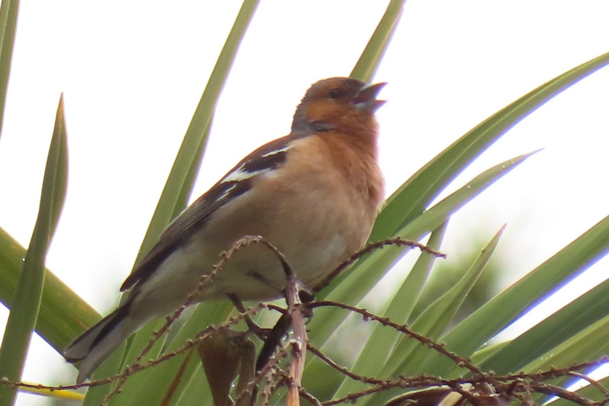 Common Chaffinch - ML646097928