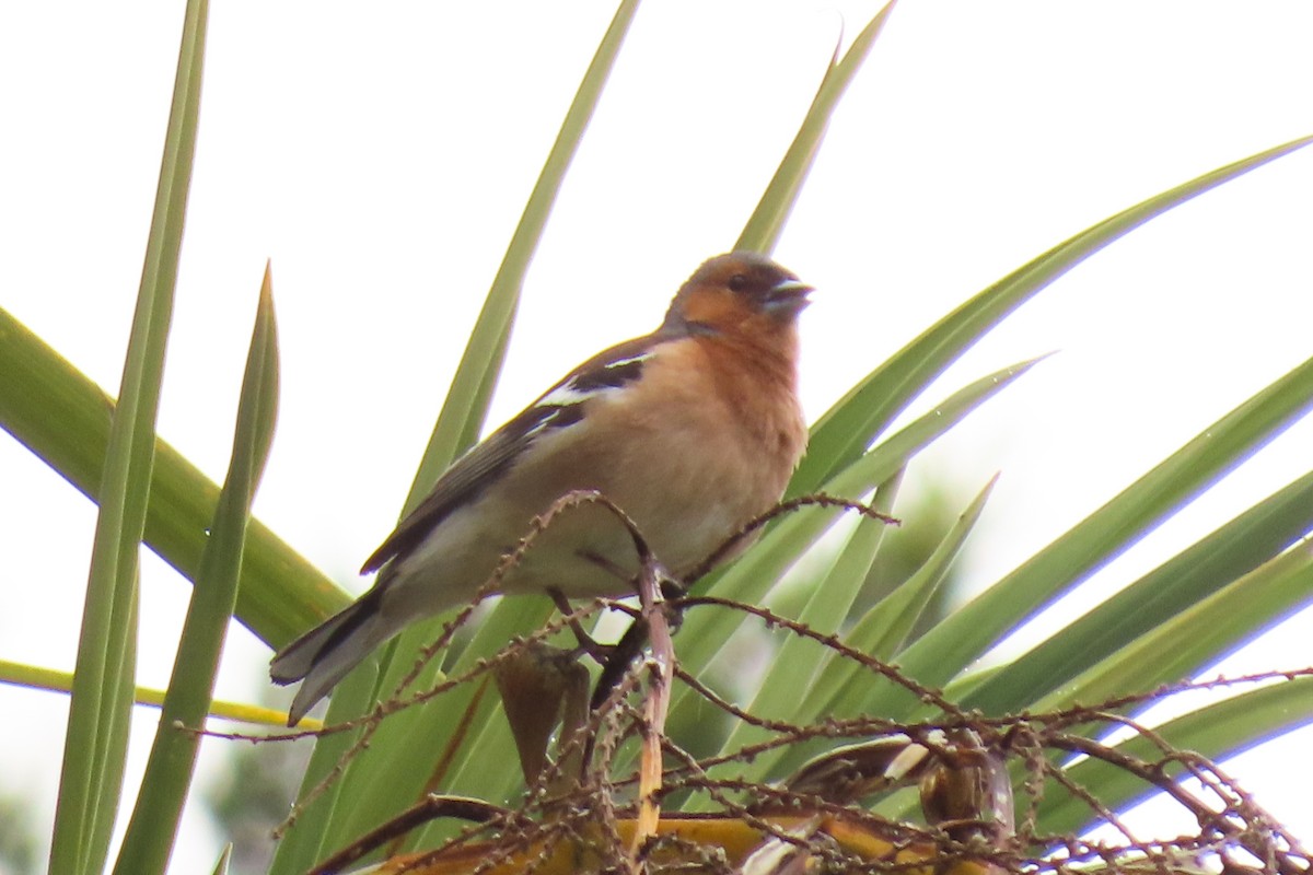 Common Chaffinch - ML646097929