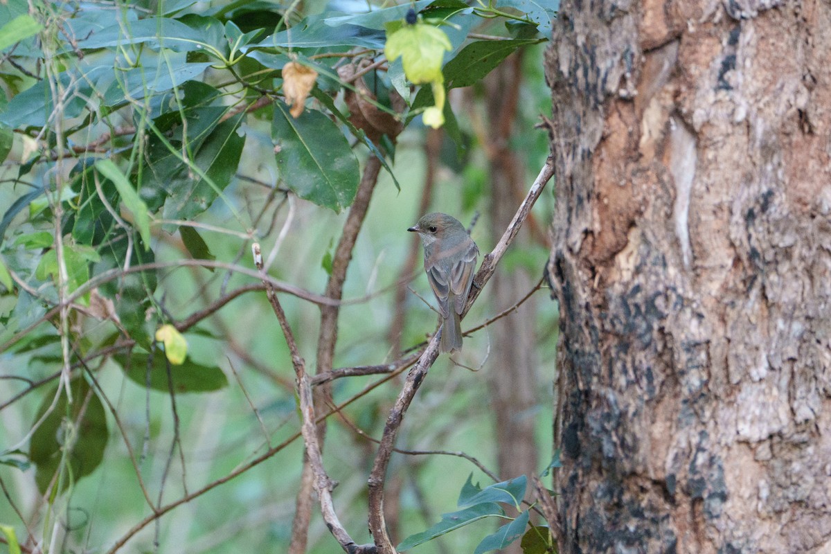 Golden Whistler - ML646097930