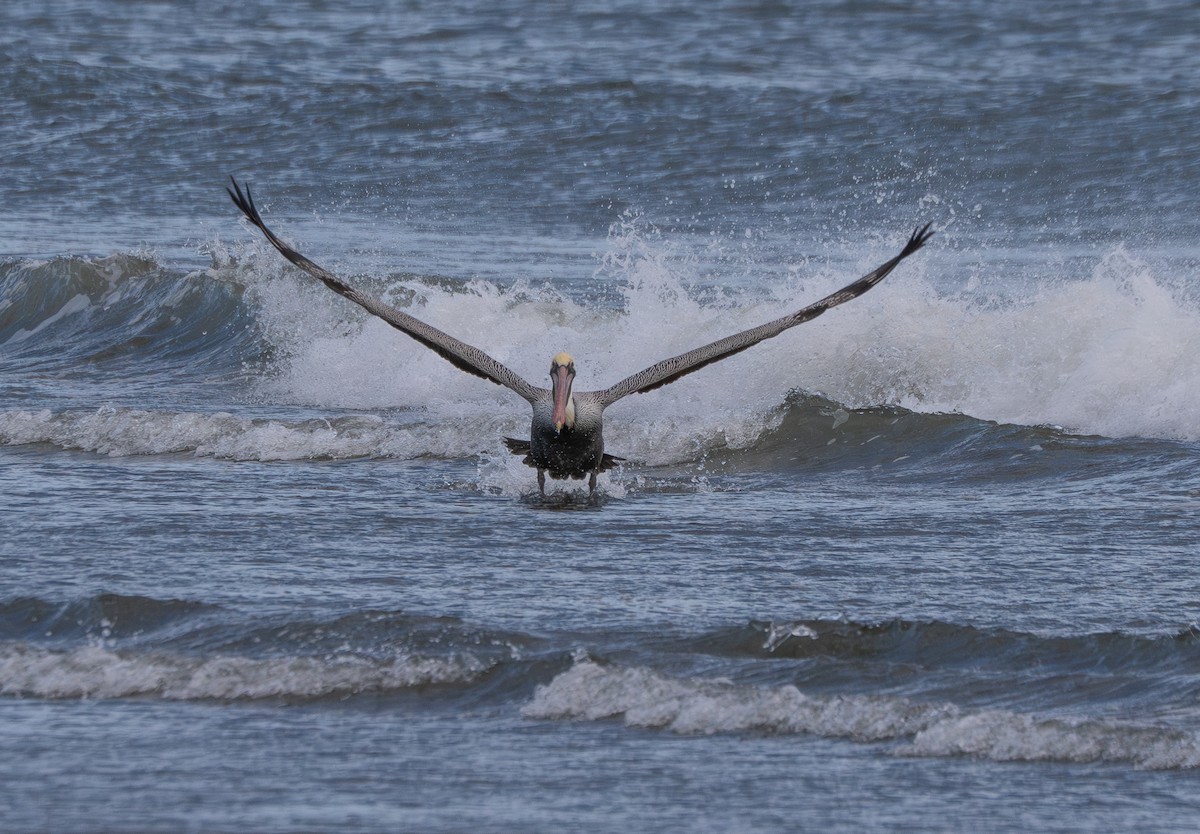 Brown Pelican - ML646097931