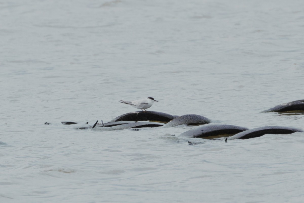 小燕鷗 - ML646097932