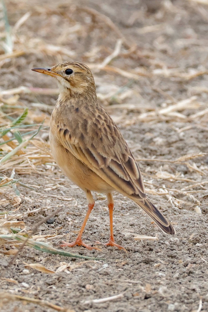 稻田鷚 - ML646097933