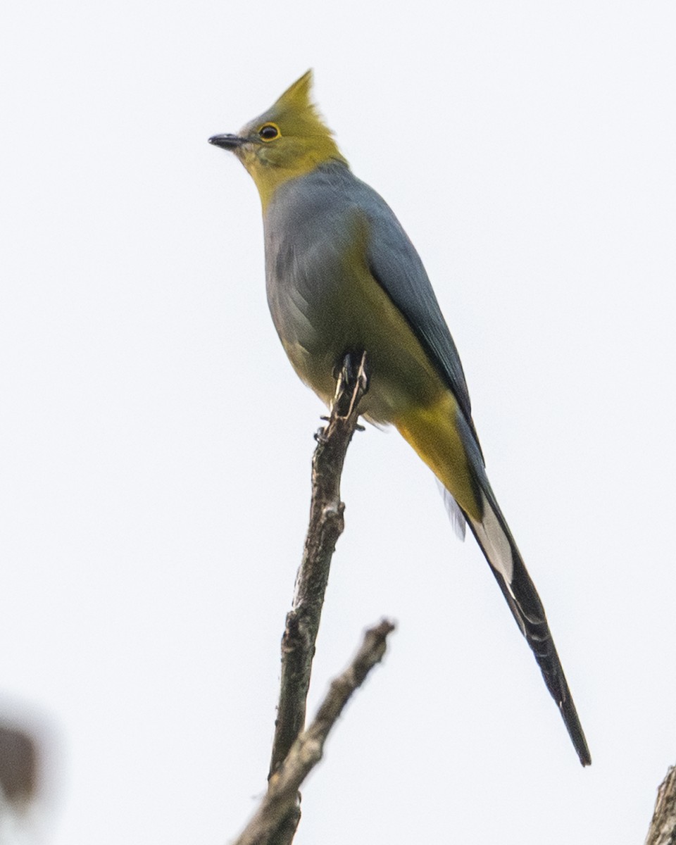 Long-tailed Silky-flycatcher - ML646097935