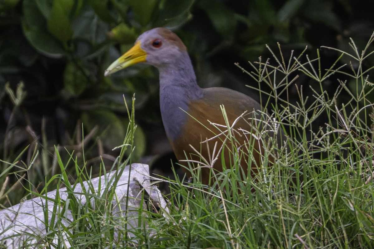 Russet-naped Wood-Rail - ML646097936