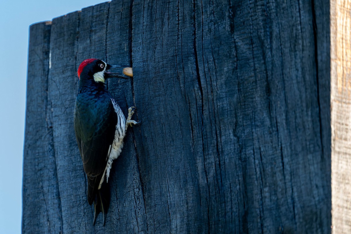 Acorn Woodpecker - ML646097937