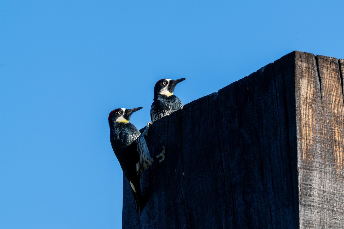 Acorn Woodpecker - ML646097939