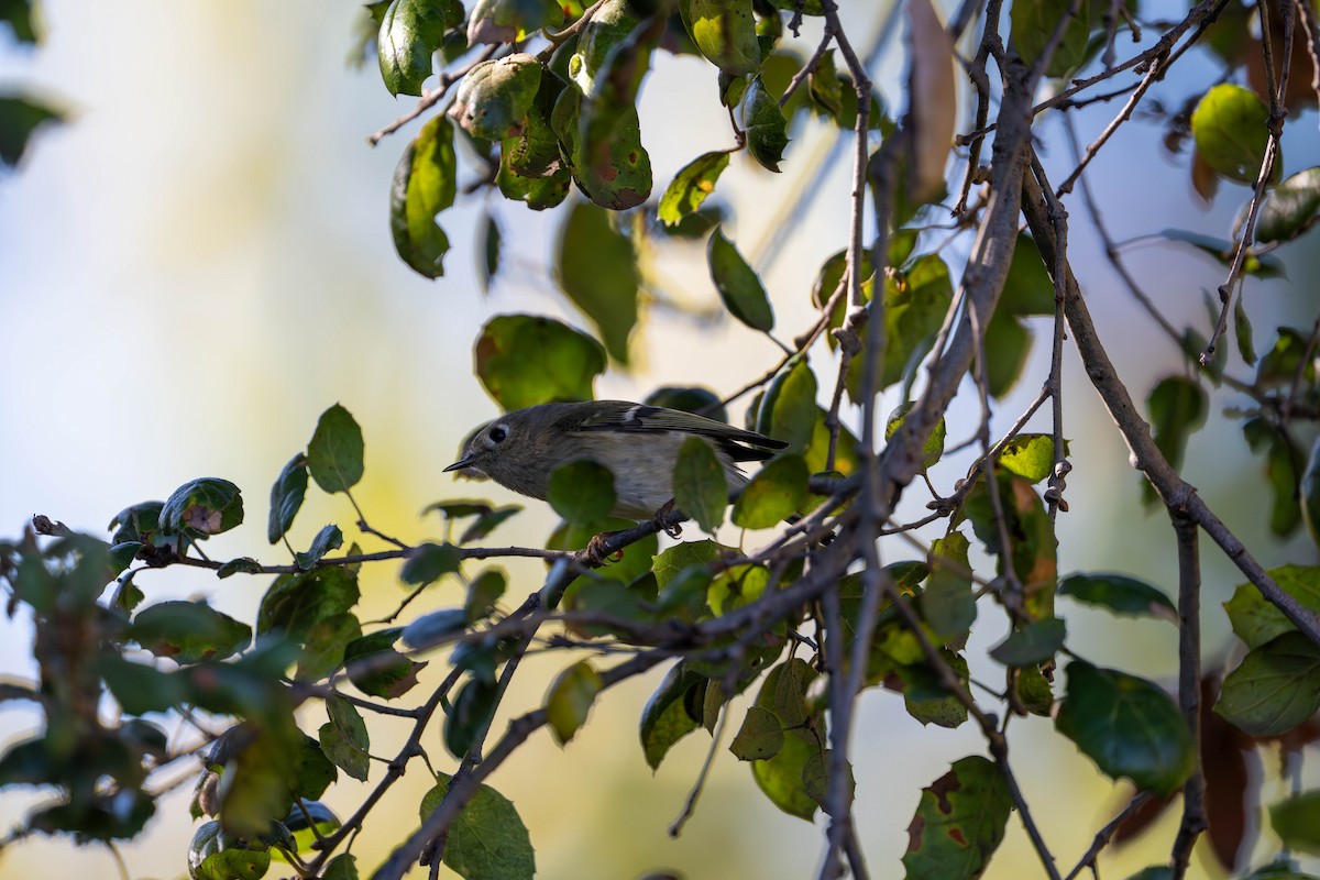Ruby-crowned Kinglet - ML646097946