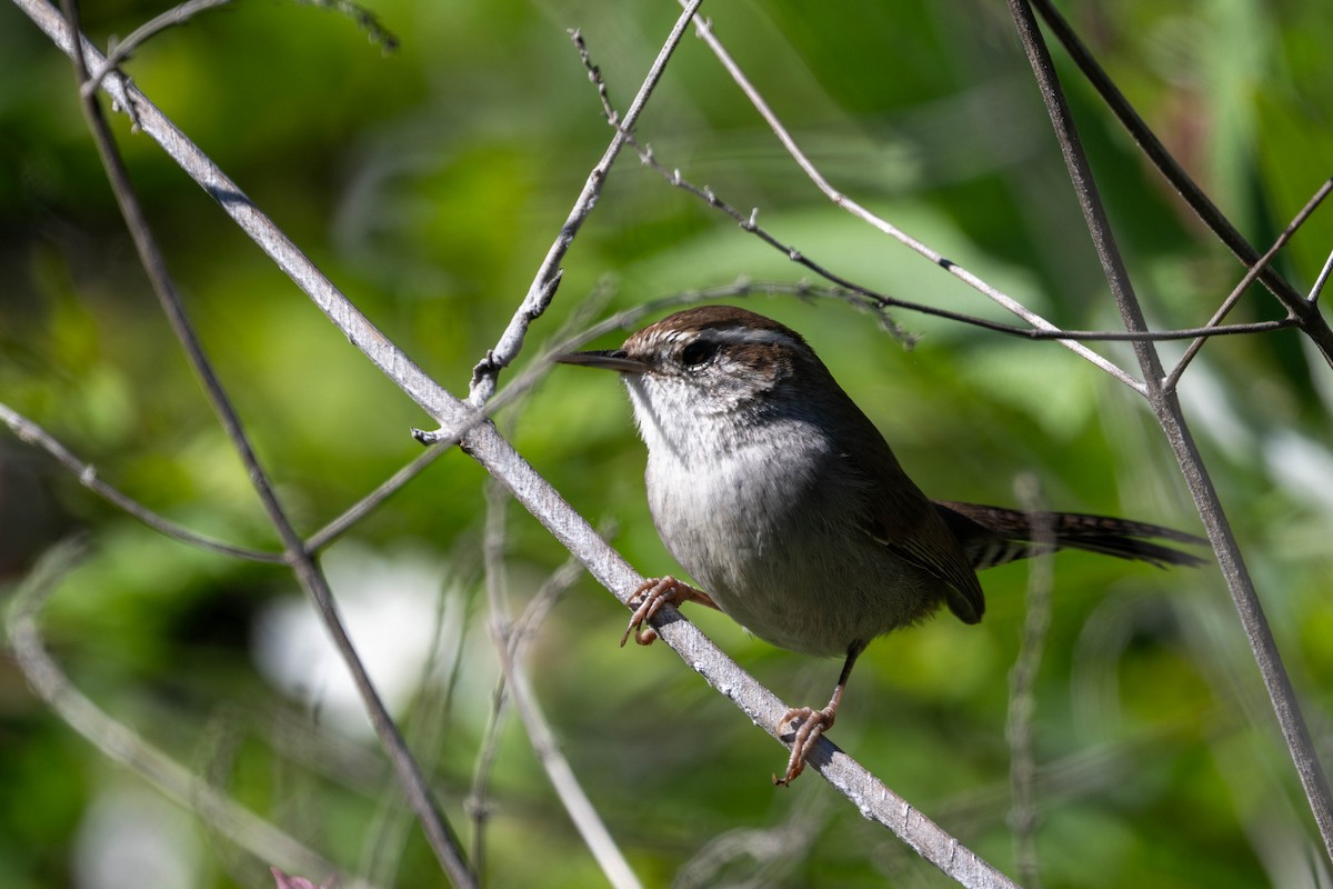 Bewick's Wren - ML646097949