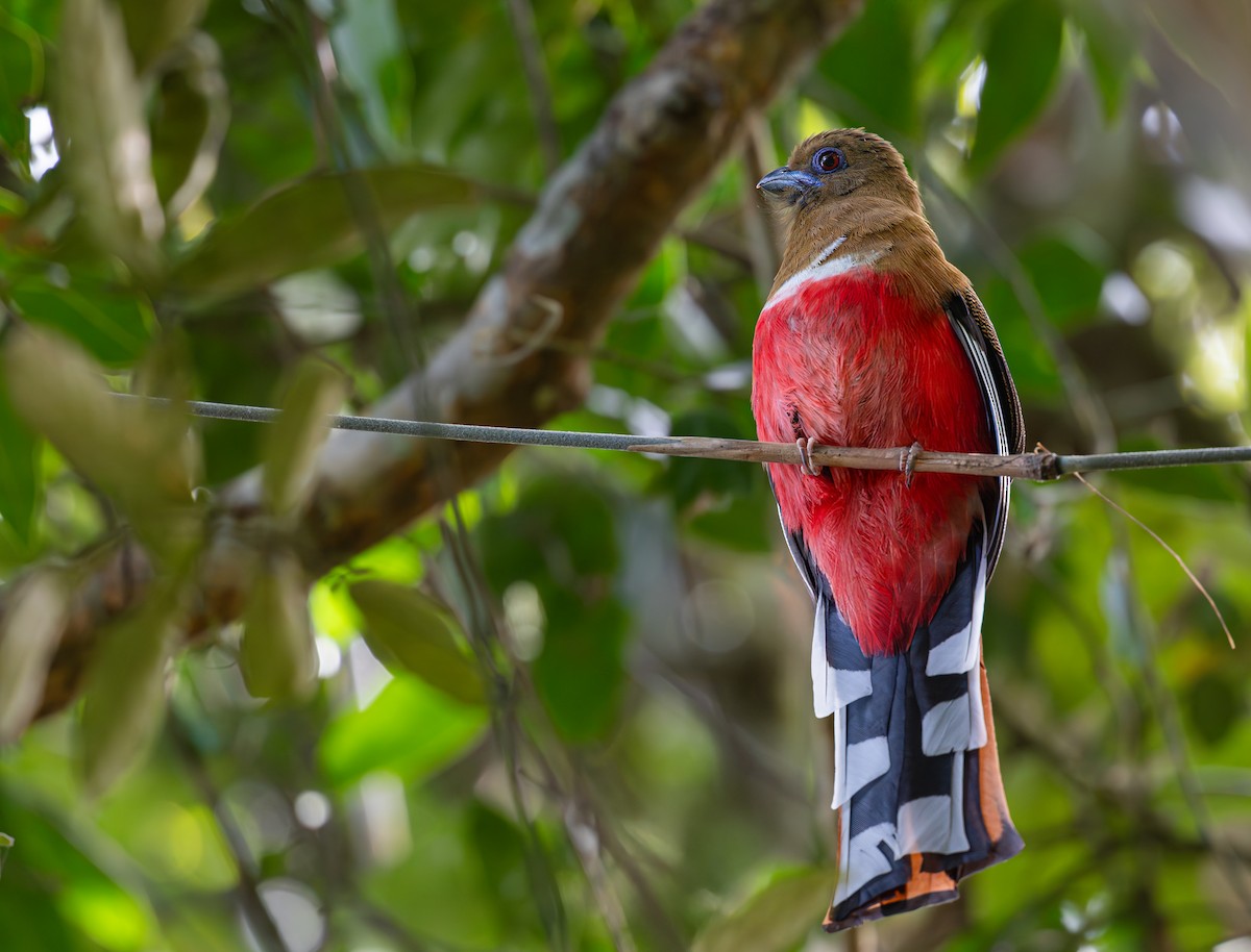 Трогон червоноголовий - ML646097950