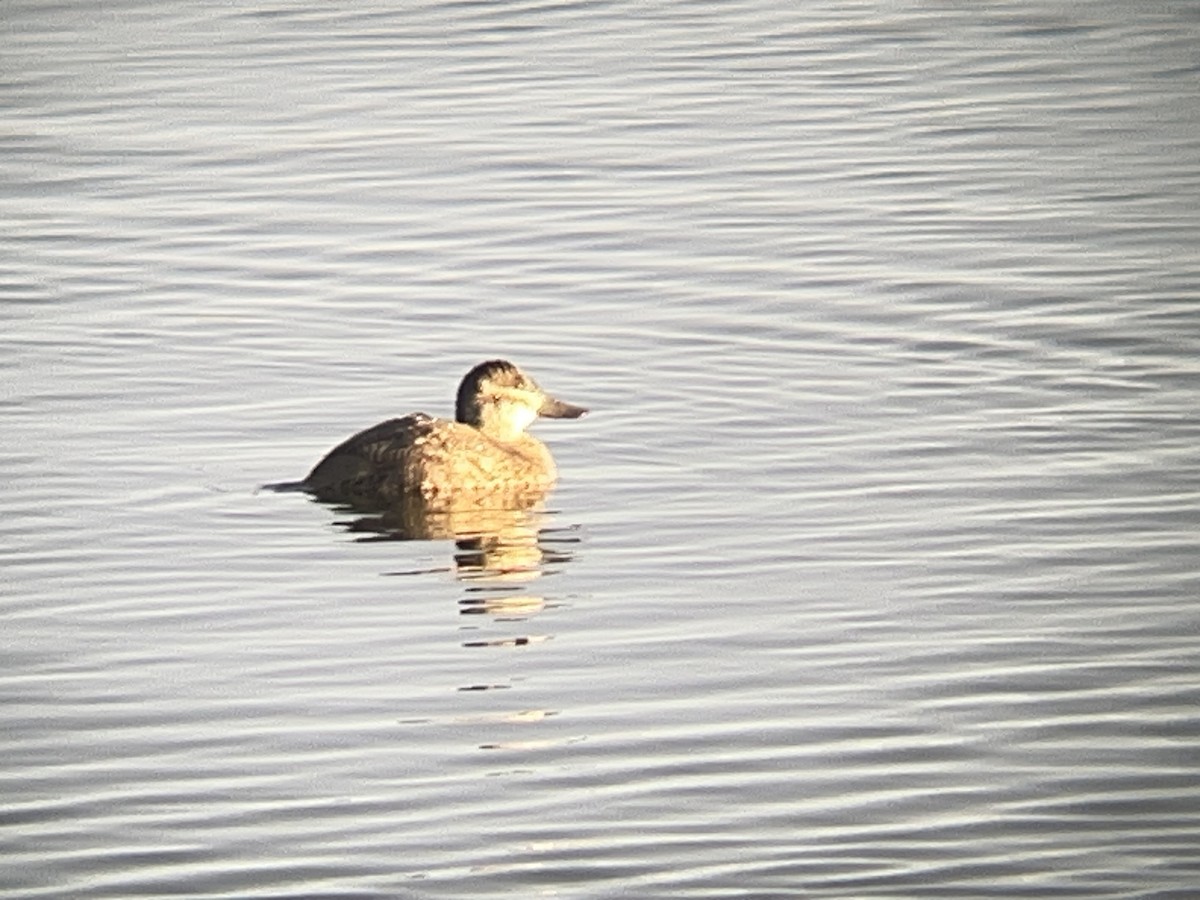 Ruddy Duck - ML646097957